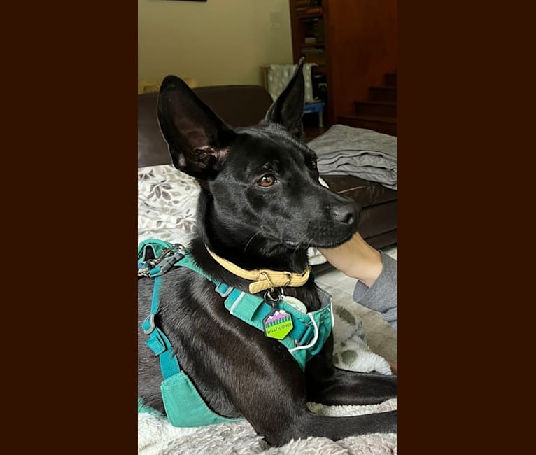 Willoughby, a Formosan Mountain Dog tested with EmbarkVet.com