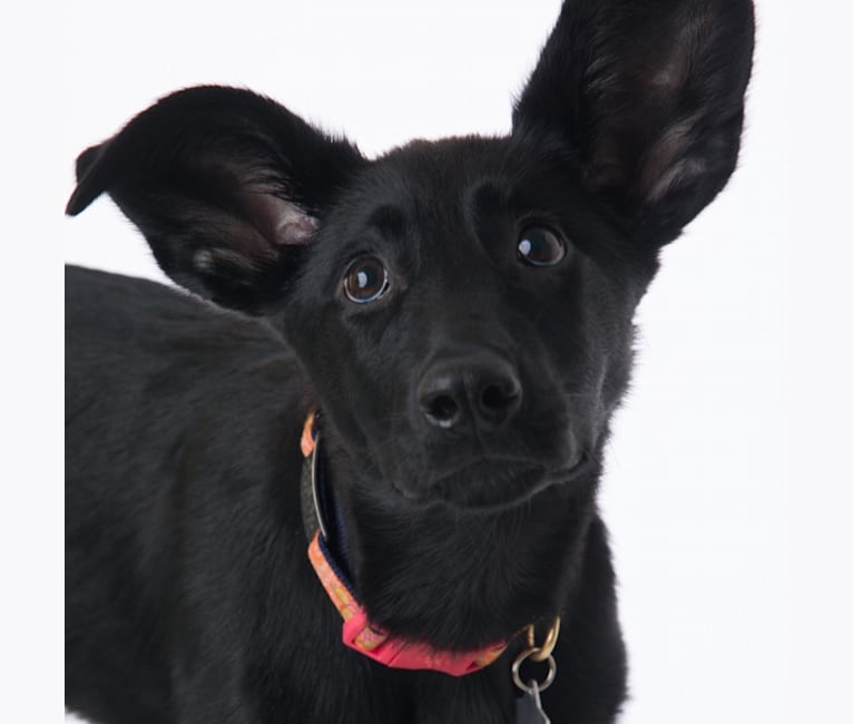 Elbie, a German Shepherd Dog and Australian Shepherd mix tested with EmbarkVet.com