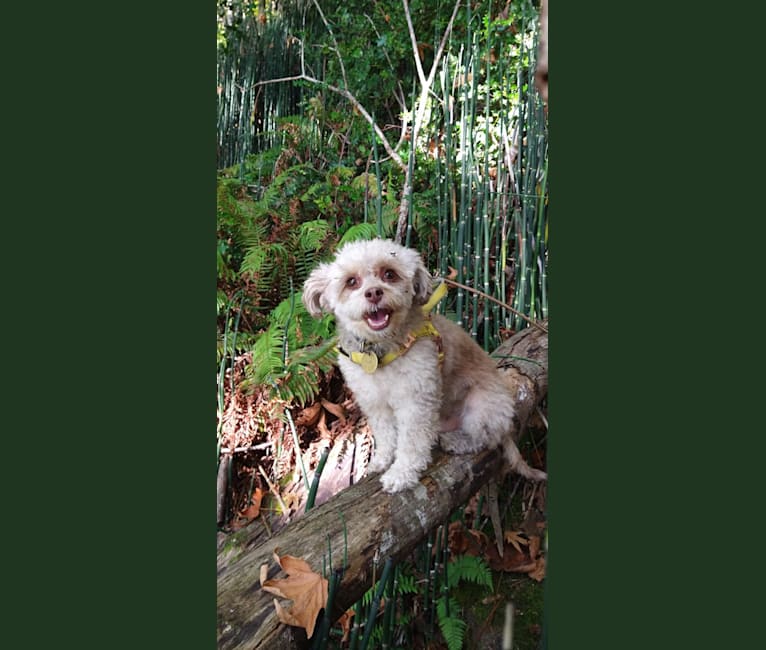 Cleo, a Poodle (Small) and Chihuahua mix tested with EmbarkVet.com