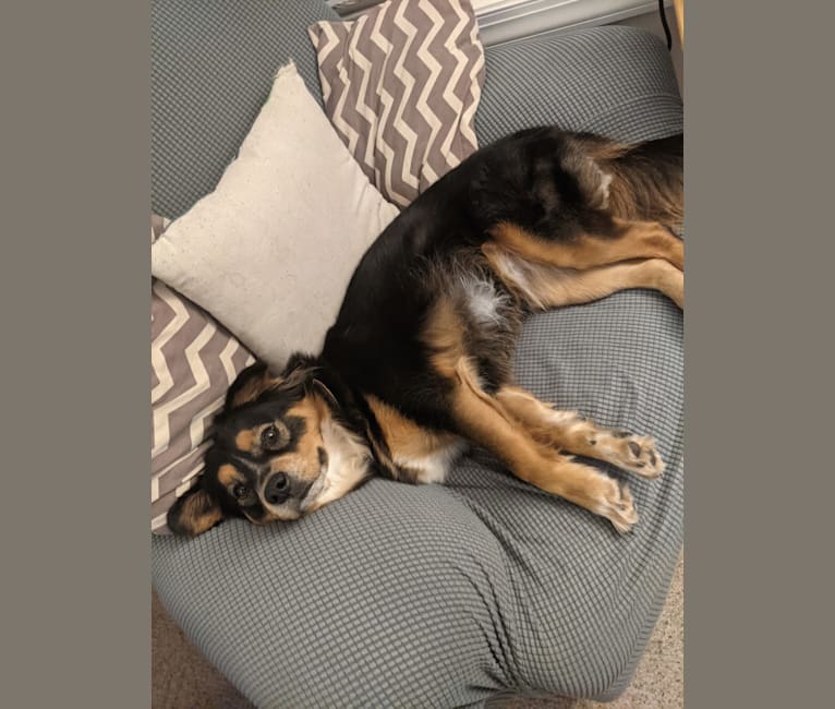Felicia, a Chow Chow and Doberman Pinscher mix tested with EmbarkVet.com