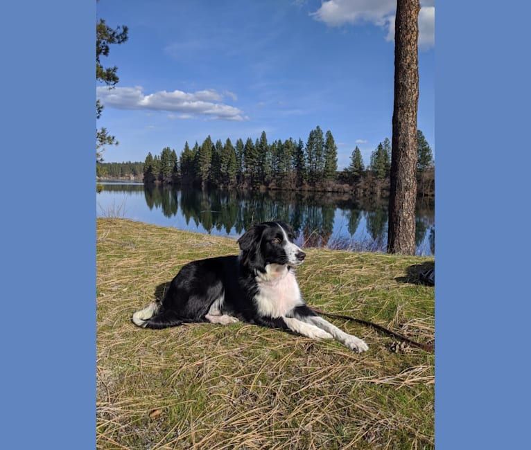Milo, a Border Collie and McNab mix tested with EmbarkVet.com