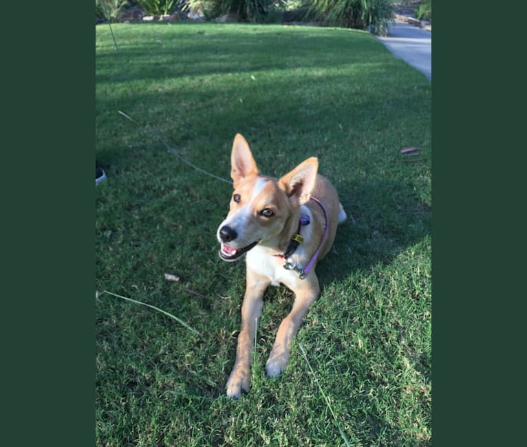 Chamonix, an Australian Cattle Dog and Australian Kelpie mix tested with EmbarkVet.com