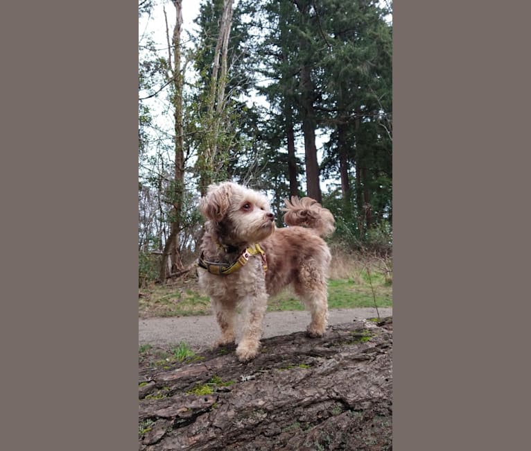 Cleo, a Poodle (Small) and Chihuahua mix tested with EmbarkVet.com