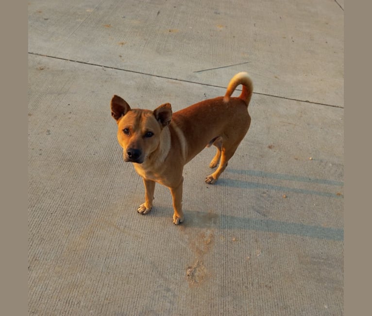 Dingo, a Southeast Asian Village Dog tested with EmbarkVet.com