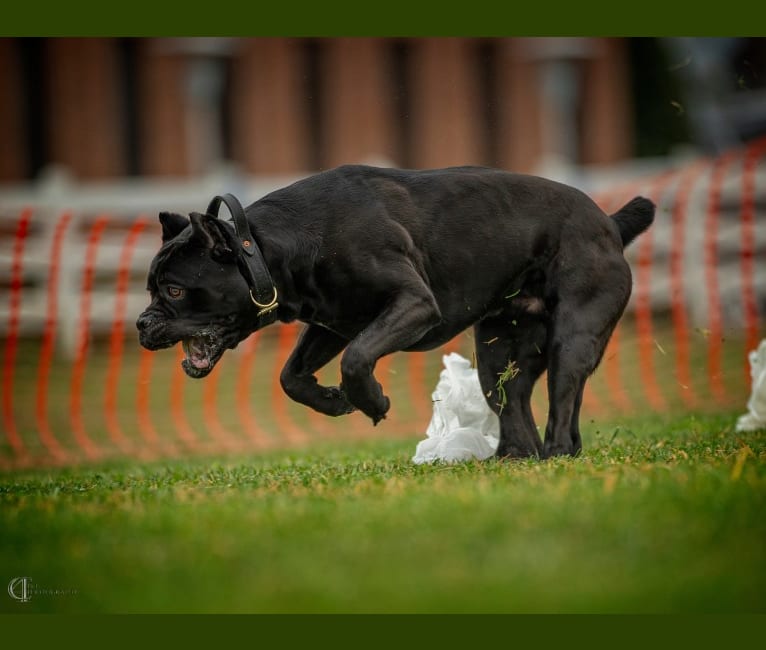 Diesel, a Cane Corso tested with EmbarkVet.com