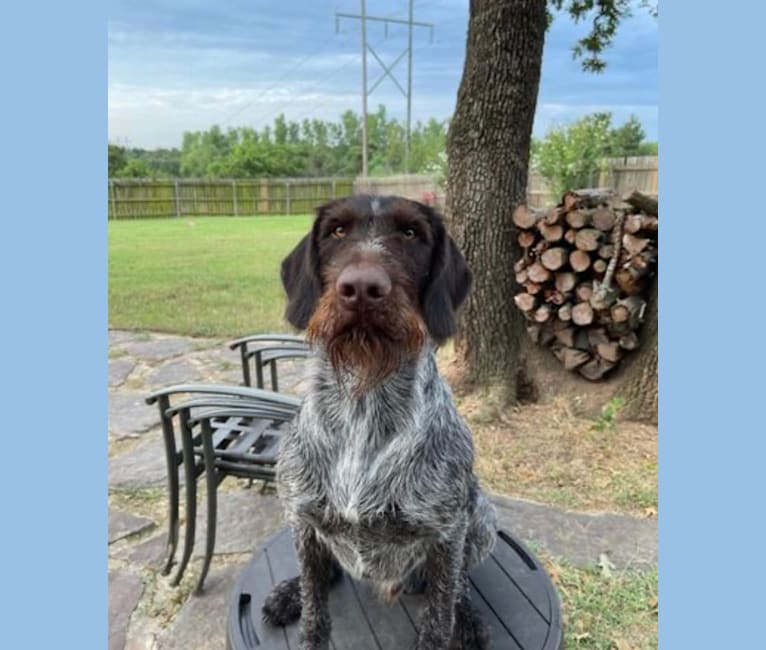 Jocko, a German Wirehaired Pointer tested with EmbarkVet.com