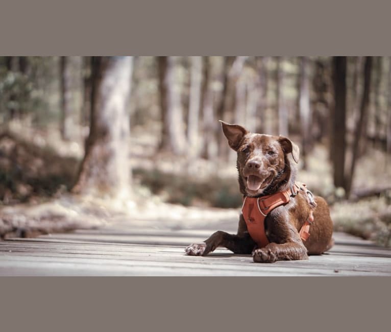 Ollie, an American Pit Bull Terrier and Beagle mix tested with EmbarkVet.com