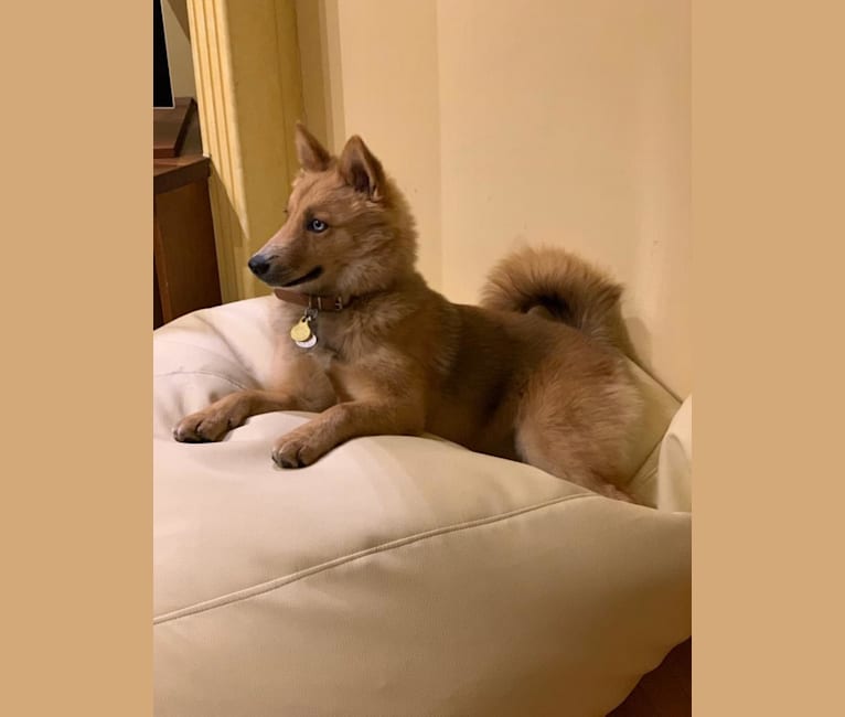 Thai, a Pomsky (7.5% unresolved) tested with EmbarkVet.com