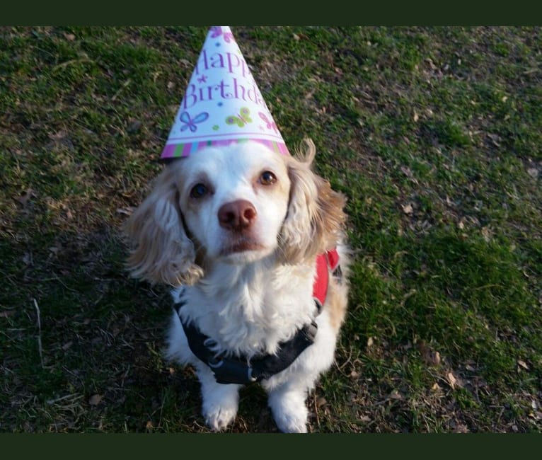 Emily, a Chihuahua and Cocker Spaniel mix tested with EmbarkVet.com