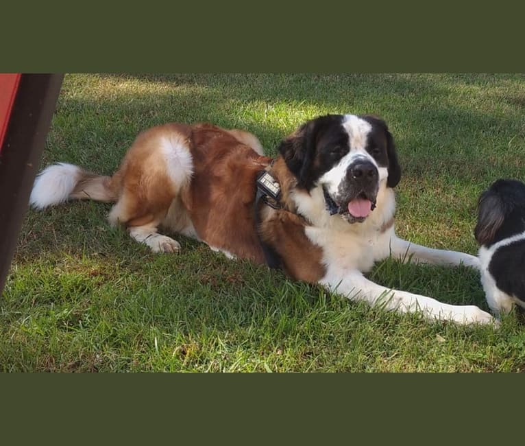 Judge, a Saint Bernard tested with EmbarkVet.com