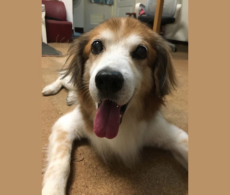 Captain, a Formosan Mountain Dog and Cocker Spaniel mix tested with EmbarkVet.com