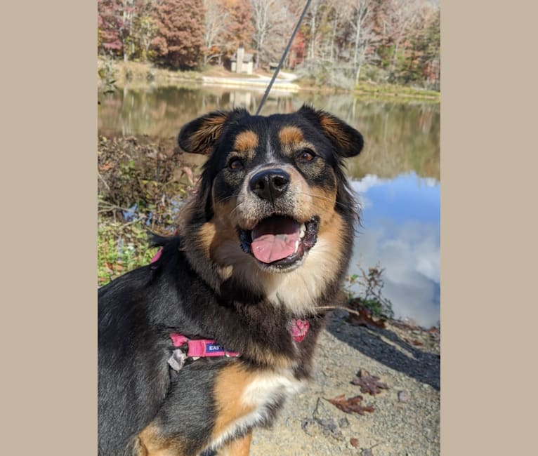 Felicia, a Chow Chow and Doberman Pinscher mix tested with EmbarkVet.com