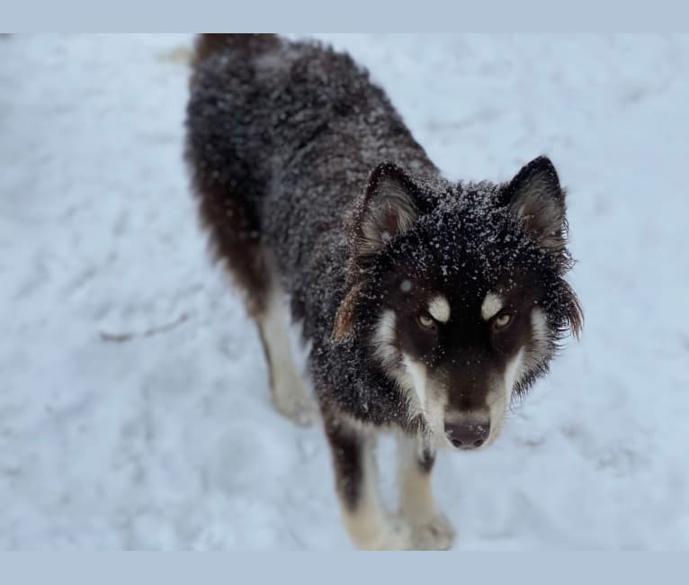 Khepri, a Siberian Husky tested with EmbarkVet.com