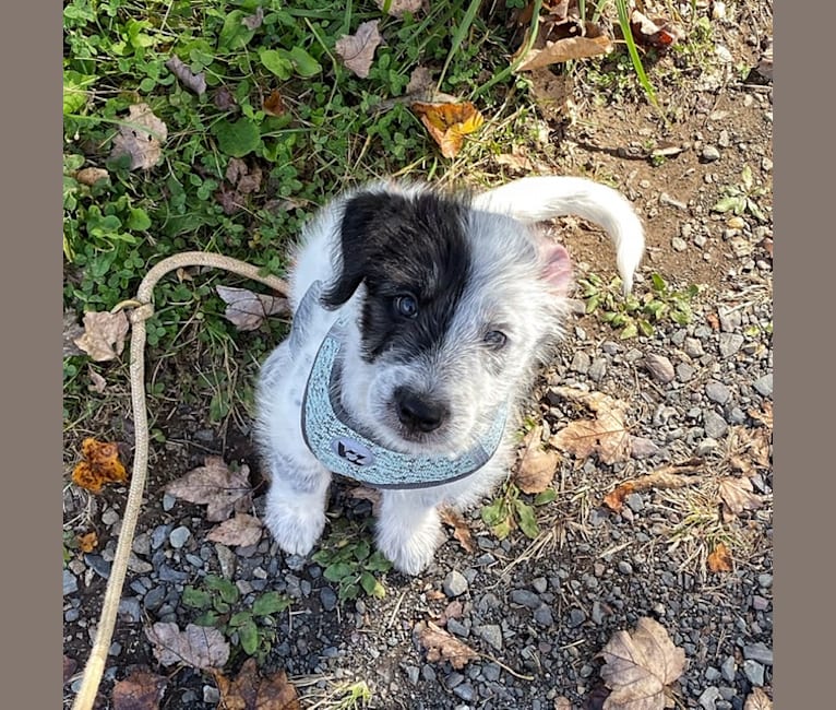 Sherlock Bones, an Australian Cattle Dog and Poodle (Standard) mix tested with EmbarkVet.com