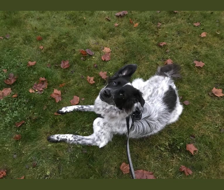 Iris, an Eastern European Village Dog tested with EmbarkVet.com