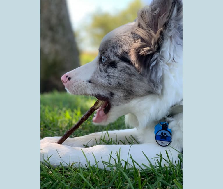 Ace, a Border Collie tested with EmbarkVet.com