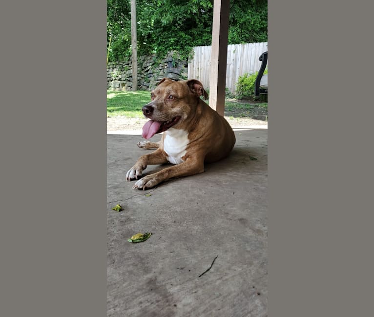 Buttercup, an American Pit Bull Terrier and Labrador Retriever mix tested with EmbarkVet.com