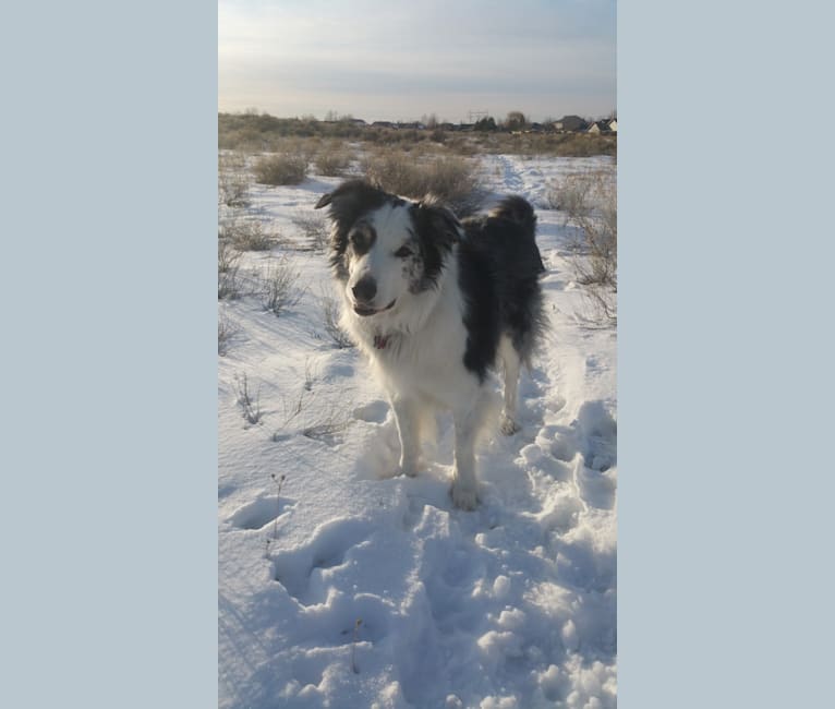 Darby, a Border Collie and Australian Shepherd mix tested with EmbarkVet.com