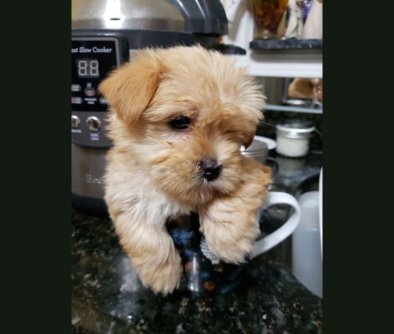 Ben, a Yorkshire Terrier and Maltese mix tested with EmbarkVet.com