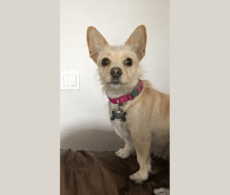Lacey Girl, a Poodle (Small) and Chihuahua mix tested with EmbarkVet.com