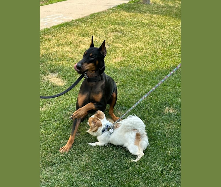 Rooster, a Chihuahua and Pekingese mix tested with EmbarkVet.com