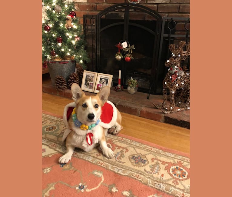 Mongsi, a Pembroke Welsh Corgi (6.8% unresolved) tested with EmbarkVet.com