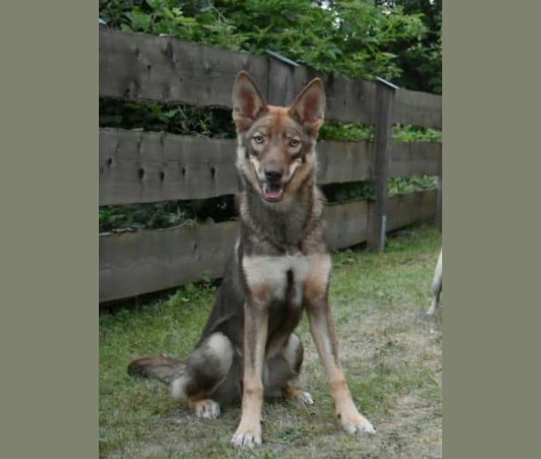 Embark Dog DNA Test Breed