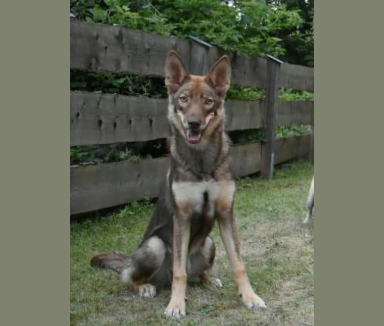 Kira, a German Shepherd Dog and Siberian Husky mix tested with EmbarkVet.com