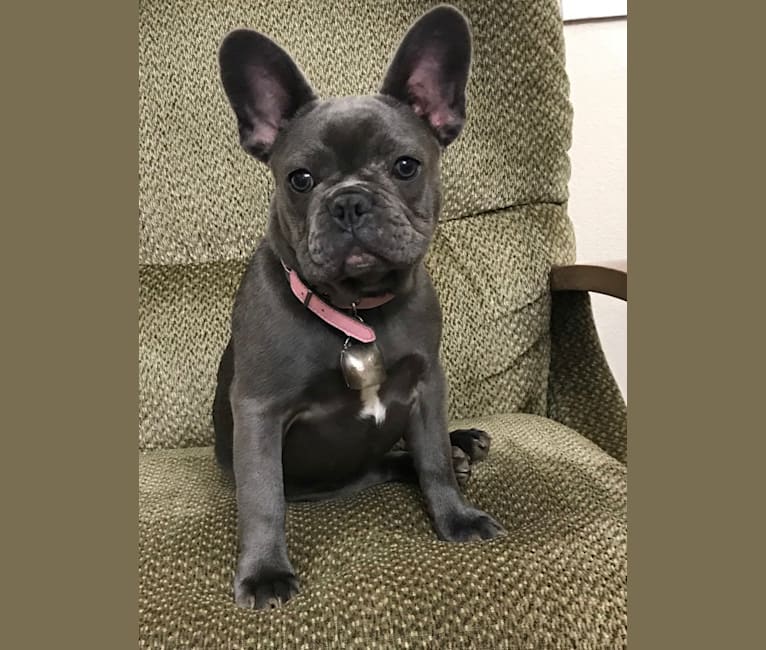 Lucy, a French Bulldog tested with EmbarkVet.com