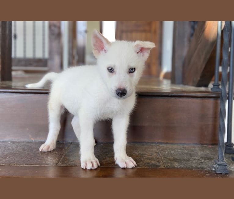 Nanuq a dog tested with EmbarkVet.com