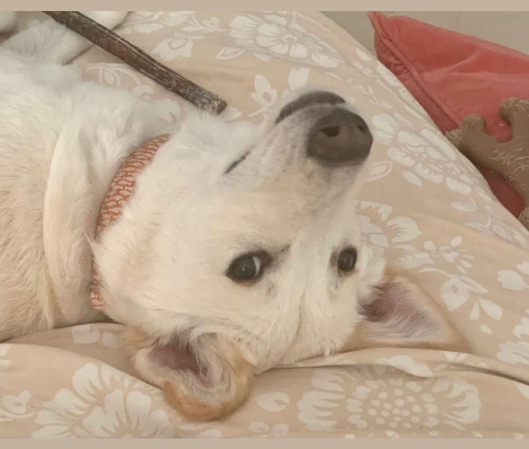 Otto, an Arabian Village Dog tested with EmbarkVet.com