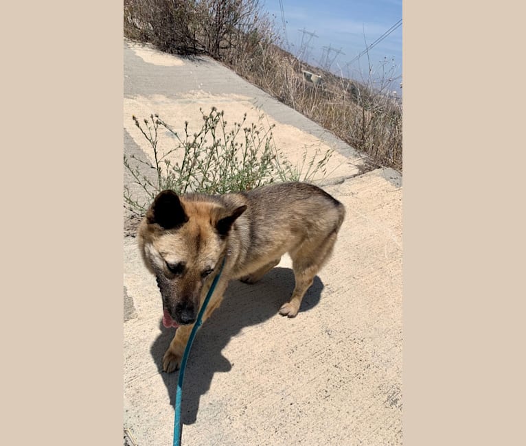 Remy, a Chinese Village Dog tested with EmbarkVet.com