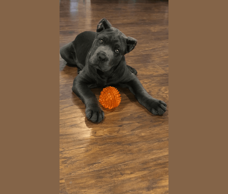Trinity cane corso discount