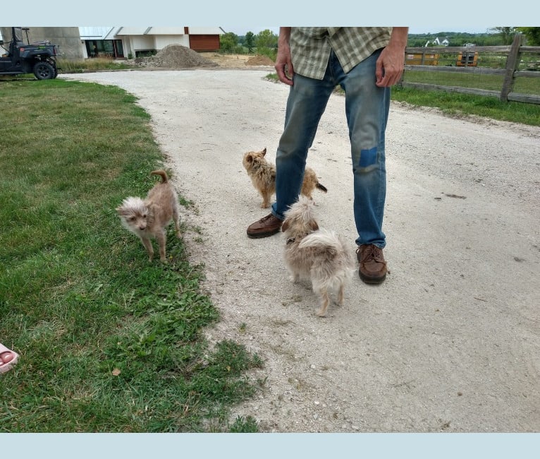 Photo of Daisy, a Chihuahua, Poodle (Small), and Miniature Pinscher mix in Isom, KY, USA
