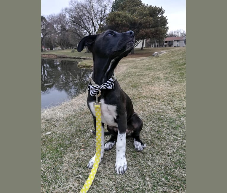 Oakley, an American Pit Bull Terrier and Great Pyrenees mix tested with EmbarkVet.com