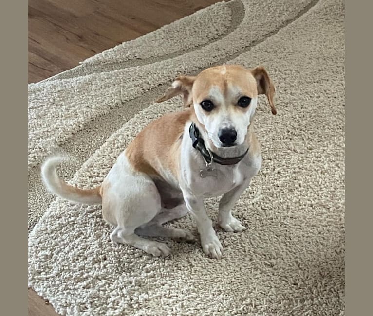 Joey, a Beagle and German Shorthaired Pointer mix tested with EmbarkVet.com