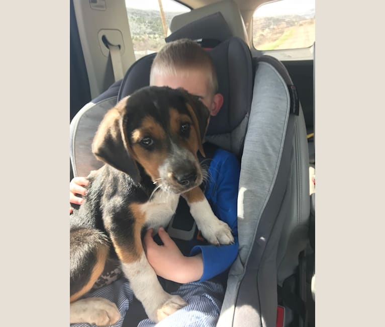 Clyde, a Border Collie and Treeing Walker Coonhound mix tested with EmbarkVet.com