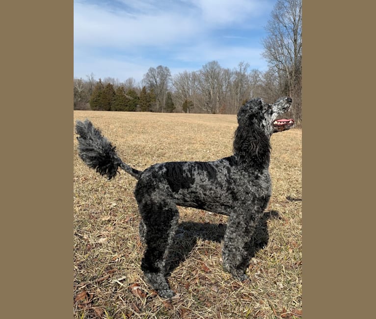 Photo of Aria, a Poodle (Standard)  in Kentucky, USA