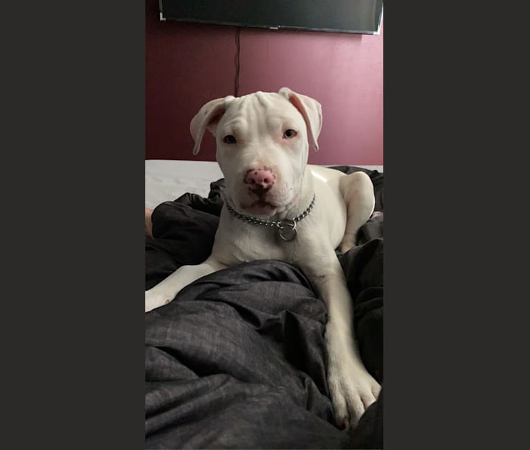 Daryl, an American Pit Bull Terrier and American Staffordshire Terrier mix tested with EmbarkVet.com