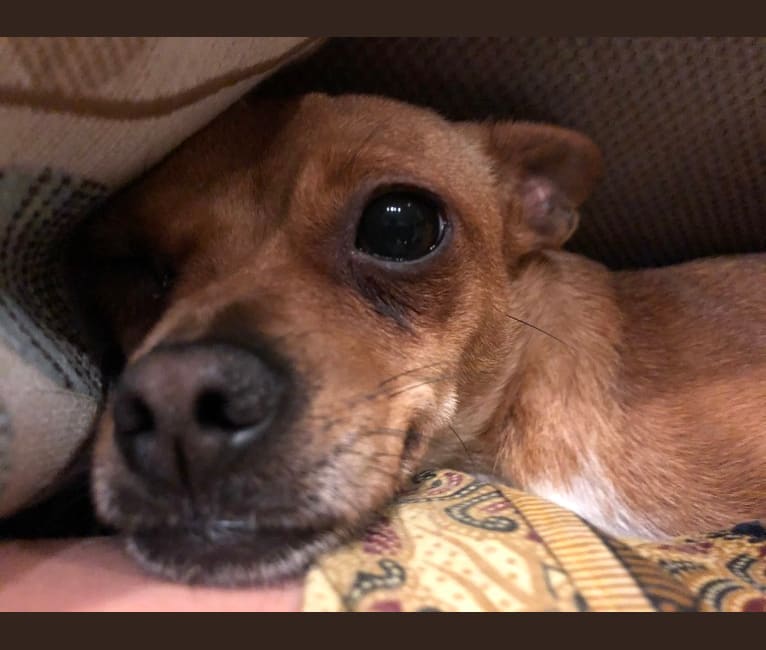 Embark Dog DNA Test - Breed