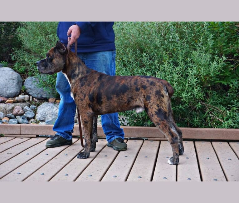 Thoryn, an American Bulldog and Cane Corso mix tested with EmbarkVet.com