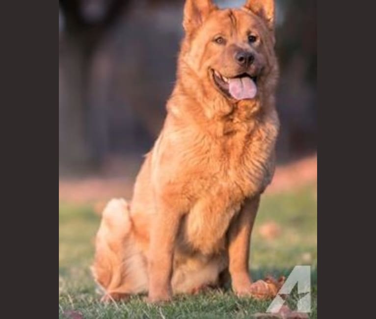 Penny, a Chow Chow and Rat Terrier mix tested with EmbarkVet.com