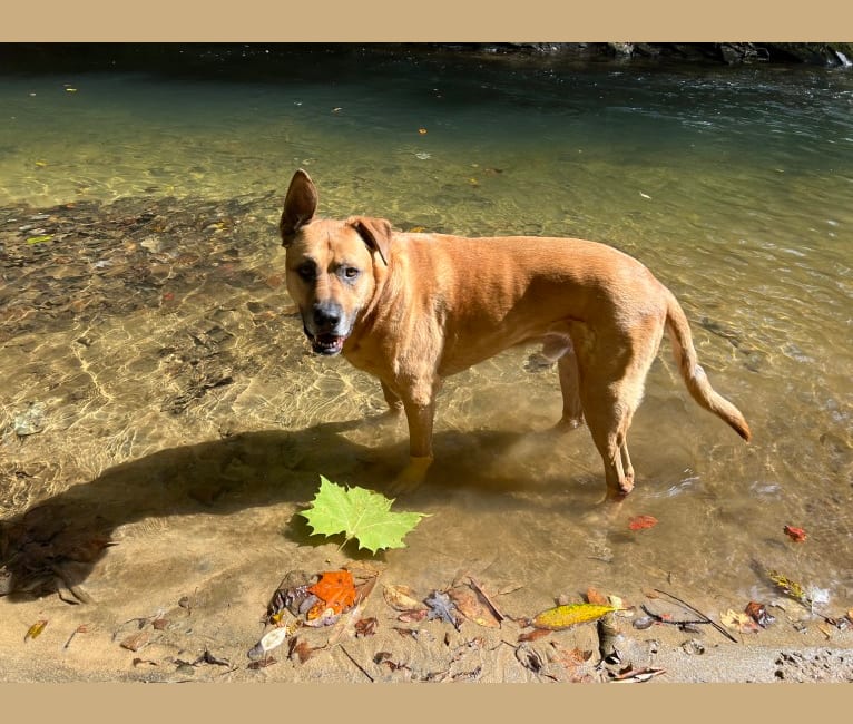 Tucker, a German Shepherd Dog and American Pit Bull Terrier mix tested with EmbarkVet.com