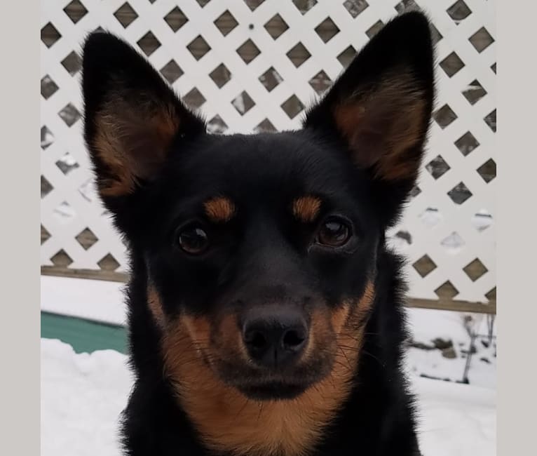 Parabar new arrivals lancashire heelers