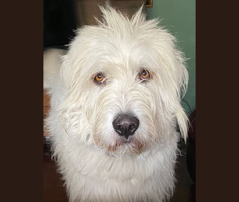 Komondor sale cross breeds