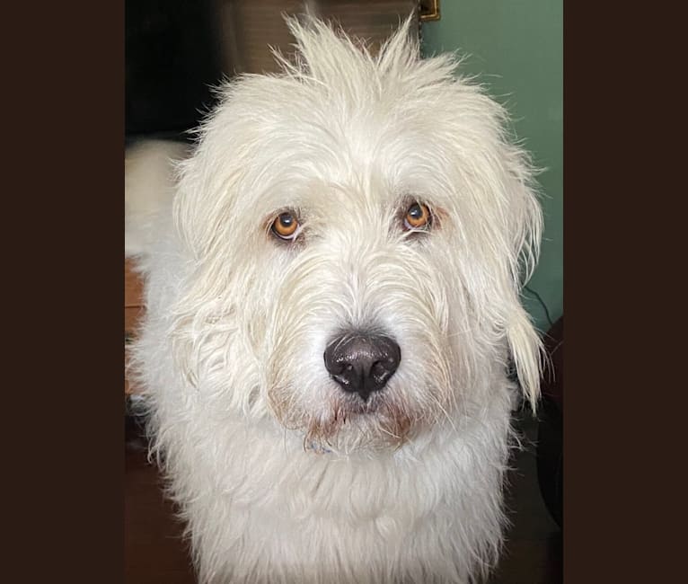 Phinehas, a Great Pyrenees and Komondor mix tested with EmbarkVet.com