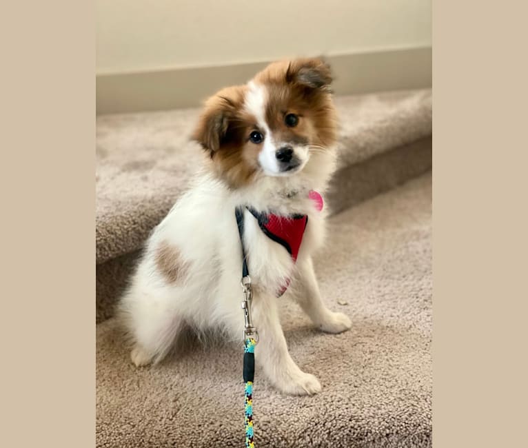 Pippin, a Pomeranian and Dachshund mix tested with EmbarkVet.com