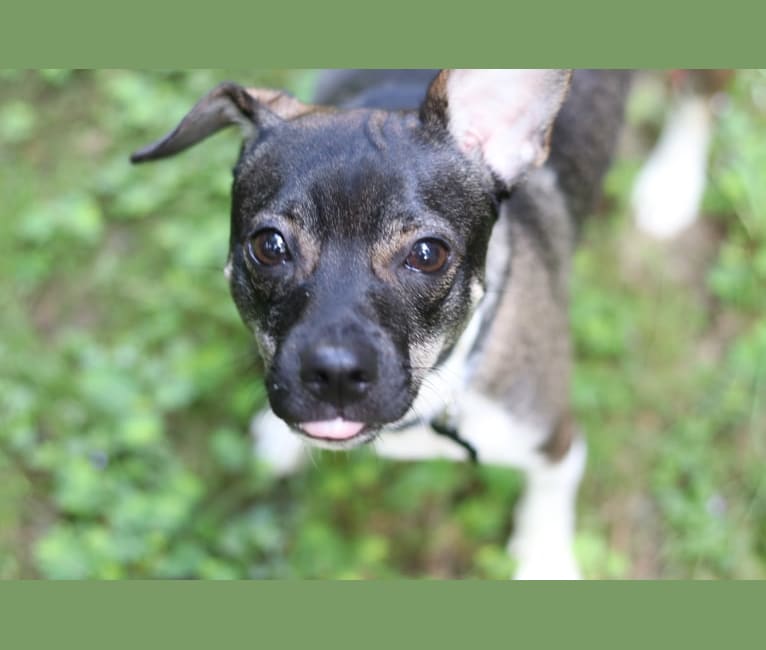 Wacho, a Chihuahua and Russell-type Terrier mix tested with EmbarkVet.com