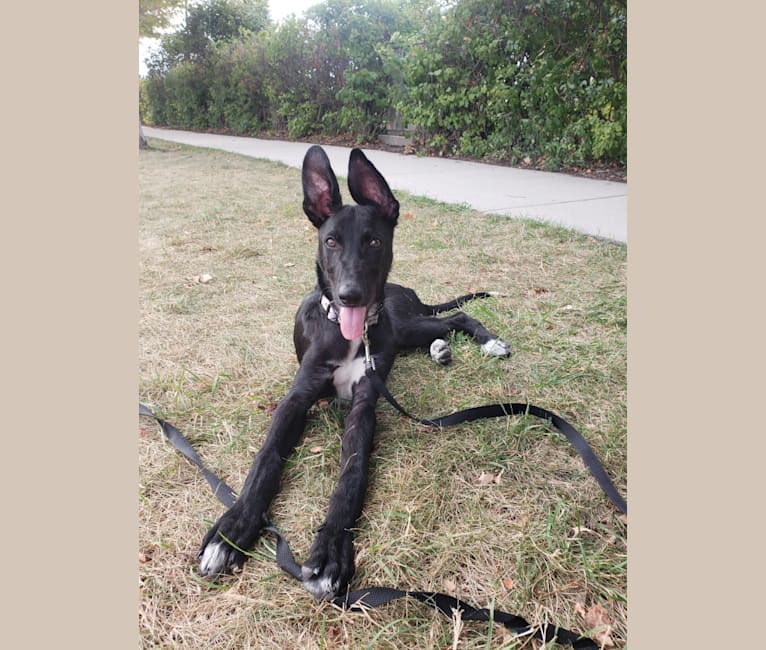 Greyhound mix with german shepherd sale