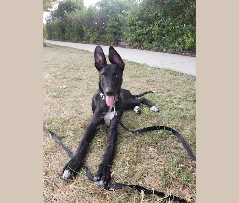 Mack, a German Shepherd Dog and Greyhound mix tested with EmbarkVet.com